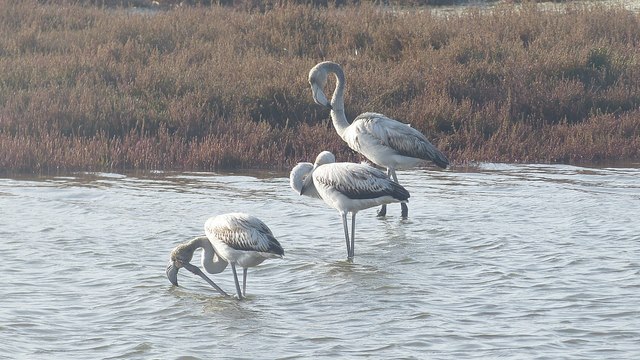 Flamingos Mari Ermi Lagunen