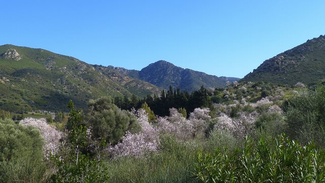Mandelblüte Sardinien