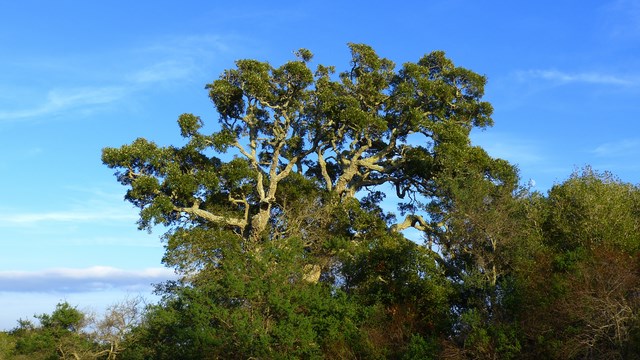 Korkeiche Gallura