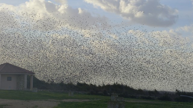 Schwarze Sonne Vogelflug Dänemark