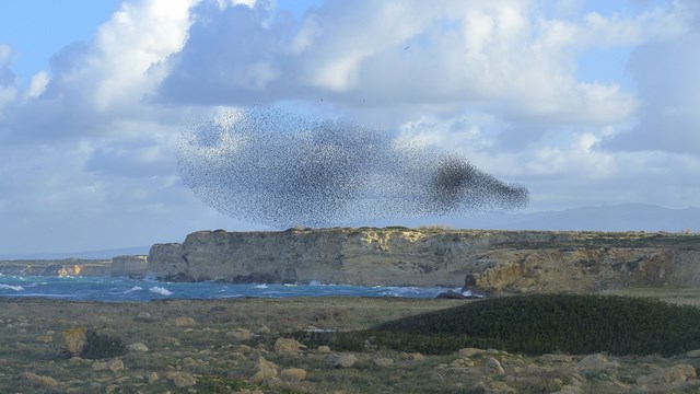 Dänemark Schwarze Sonne Vögel 