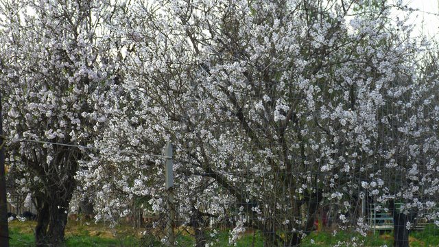 Mandelblüte Sardinien Cagliari