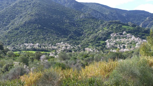 Sardinien Mandelblüte