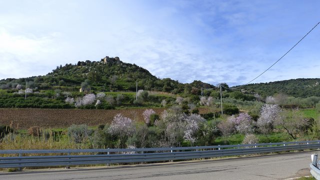 Mandelblüte Orgosolo